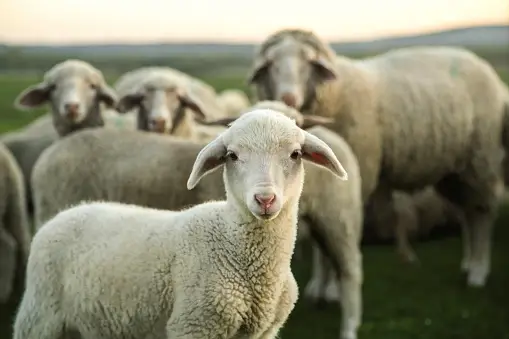 کنسانتره گوسفندی